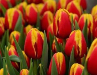 «Остров подарков 65»