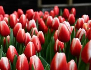 Тюльпаны от «Острова подарков 65» — свежесть, качество, индивидуальность
