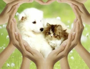 ЗооПомощь: японское качество заботы о сахалинских питомцах