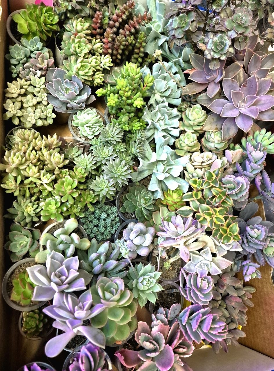 СтрекоZa: профессиональное озеленение интерьеров